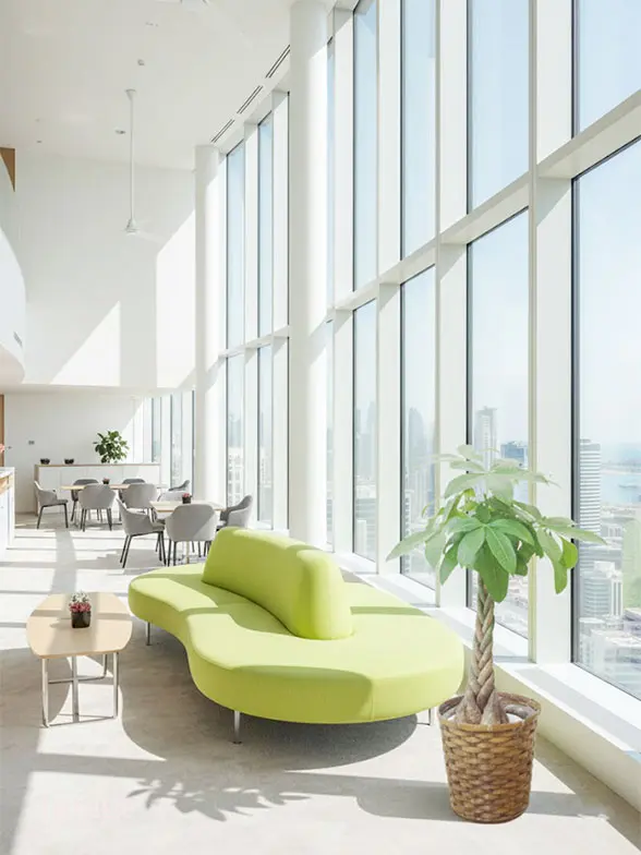 パキラ葉っぱ枝も入った画像