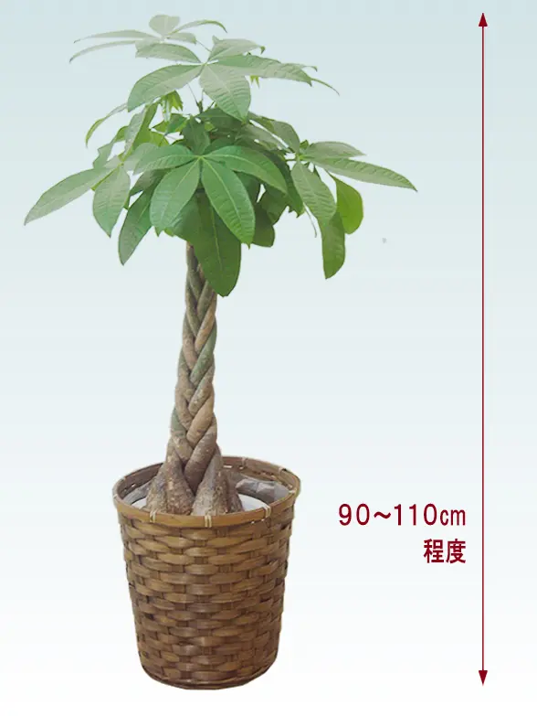 パキラ拡大横から画像