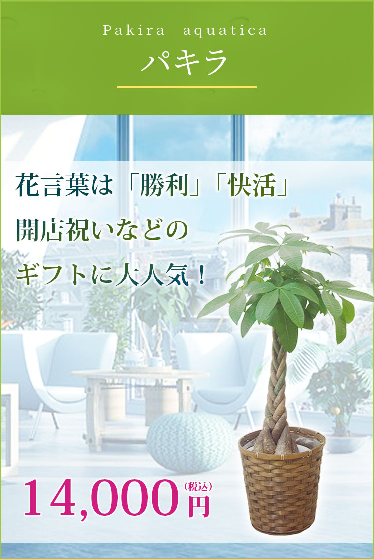 パキラ 観葉植物 12,300円(税込)