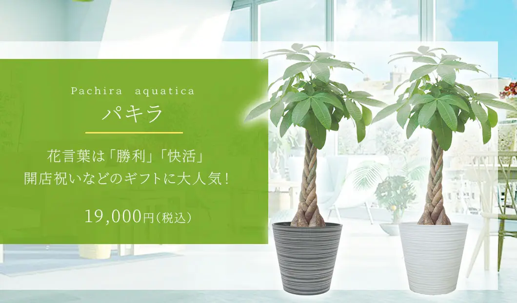 パキラ 観葉植物 19,000円(税込)