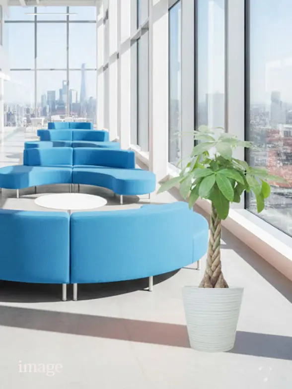 パキラ葉っぱ枝も入った画像