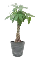 パキラ全体画像