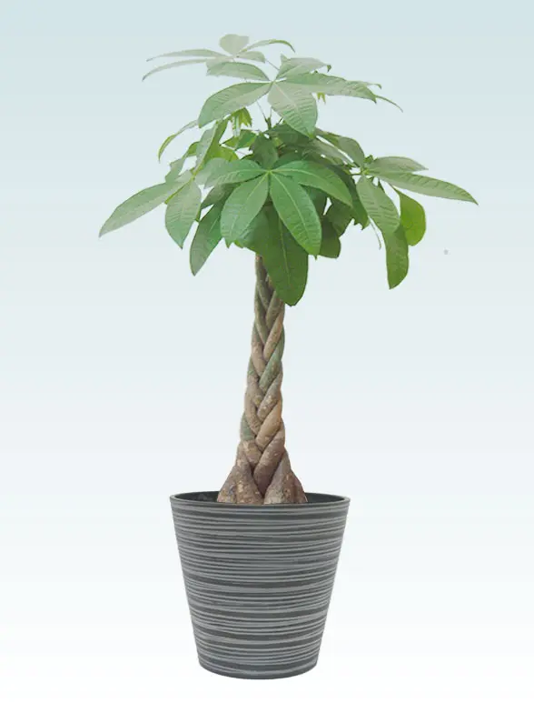 パキラ拡大横から画像