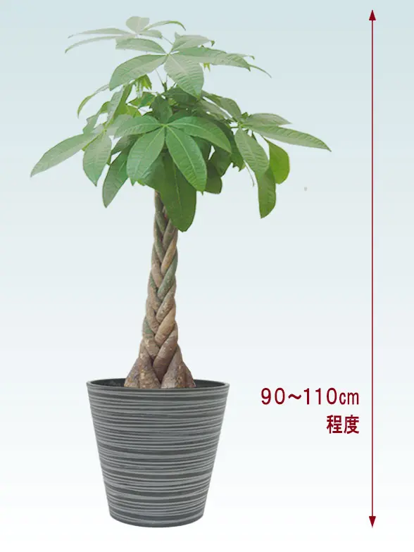 パキラ拡大横から画像
