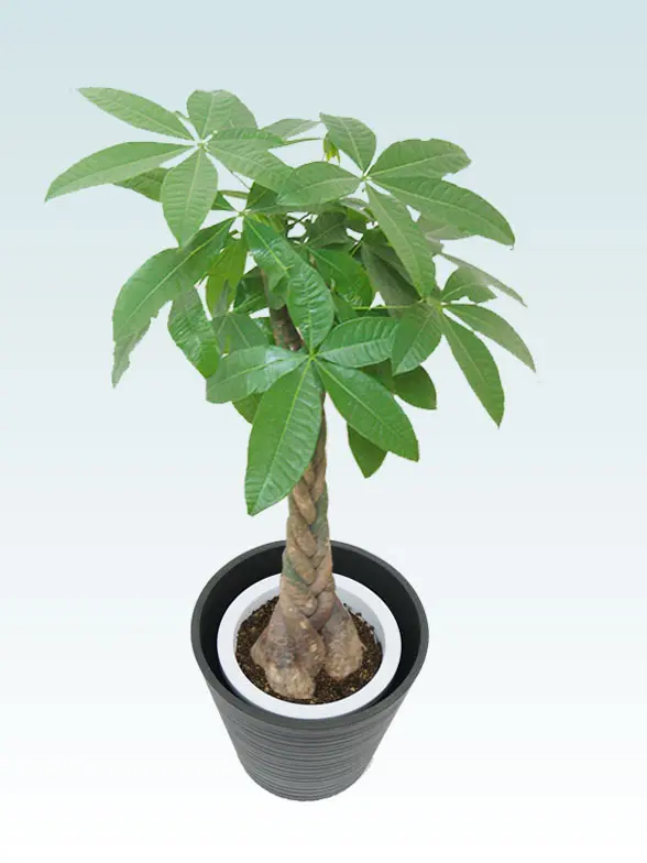 パキラ葉っぱ枝も入った画像