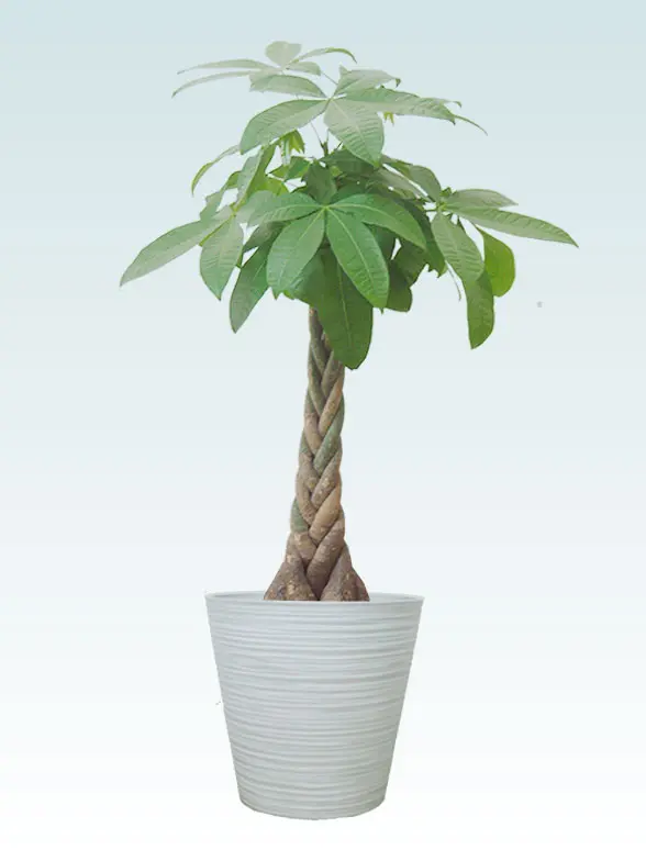 パキラ葉っぱ枝も入った画像