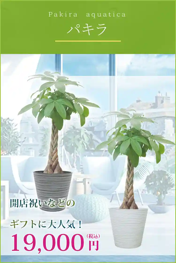 パキラ 観葉植物 19,000円(税込)