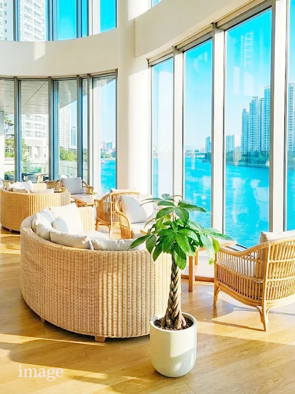 パキラ葉っぱ拡大画像