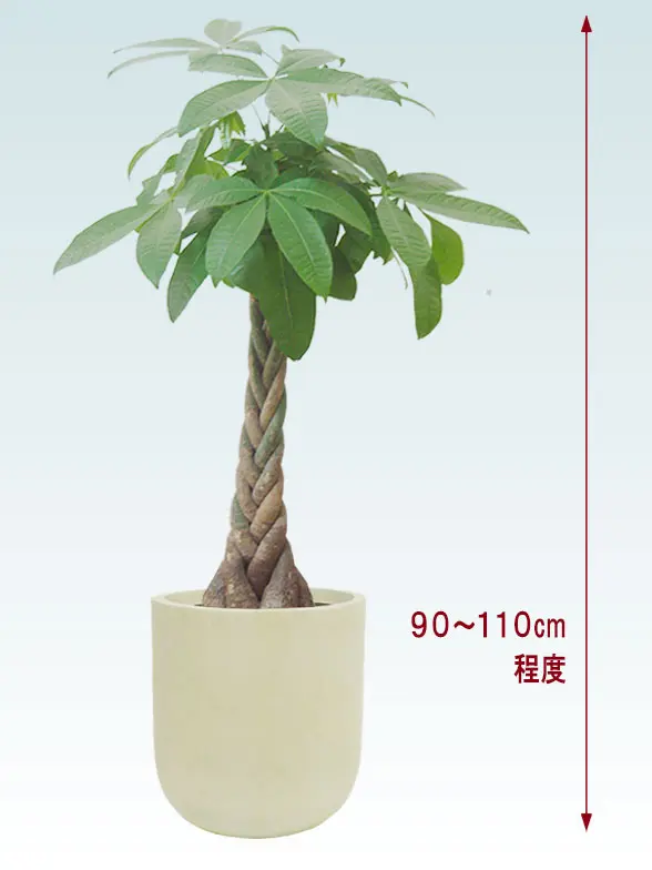 パキラ拡大横から画像