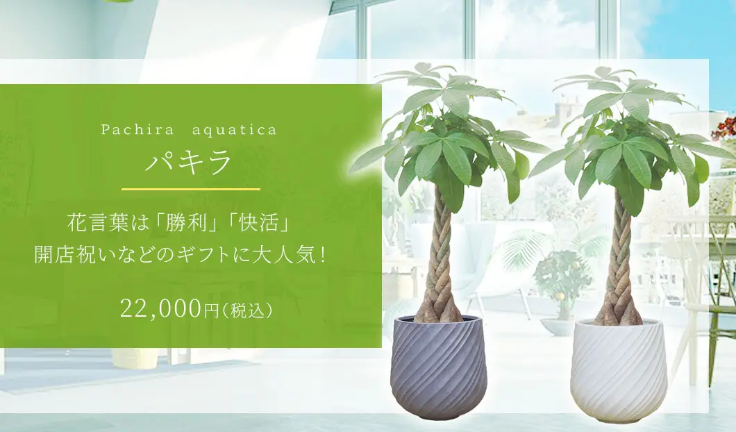 パキラ 観葉植物 22,000円(税込)