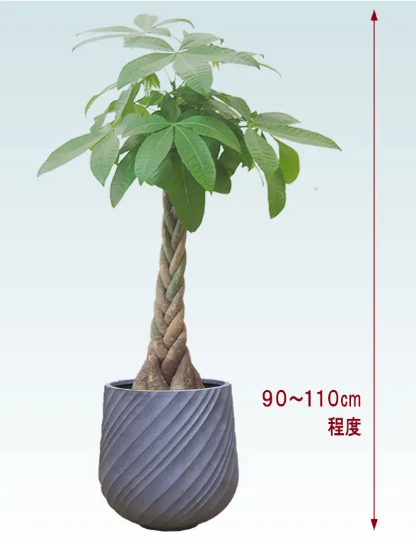 パキラ拡大横から画像