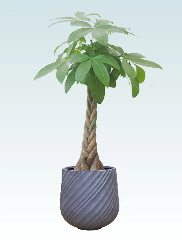 パキラ Mサイズ スパイラル型、グラスファイバー製鉢カバー付