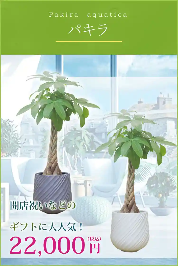パキラ 観葉植物 22,000円(税込)