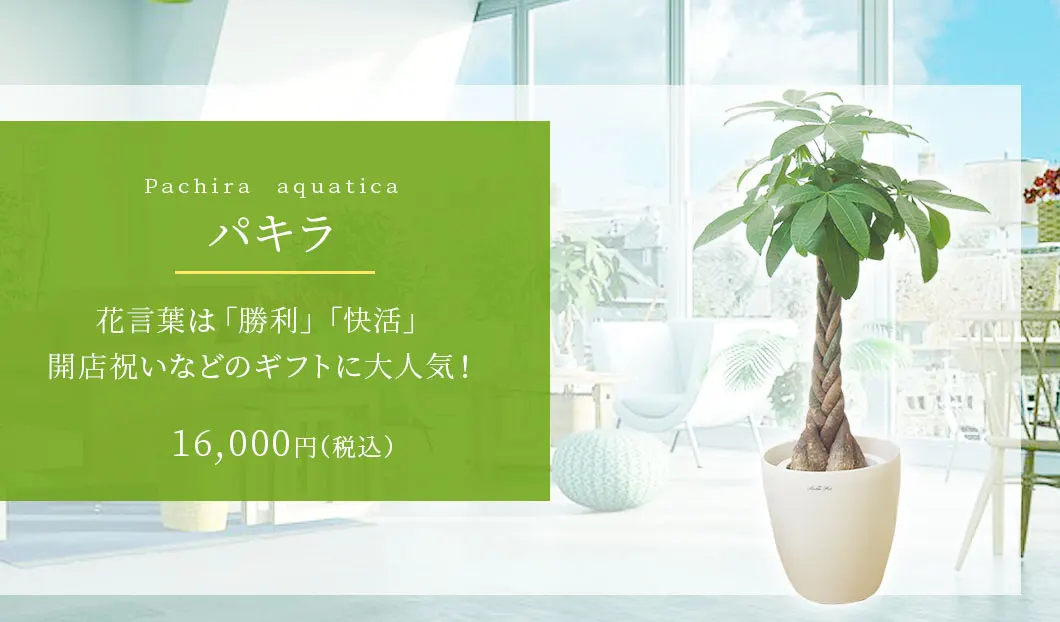 パキラ 観葉植物 14,000円(税込)