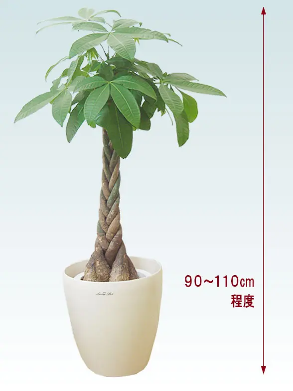 パキラ拡大横から画像