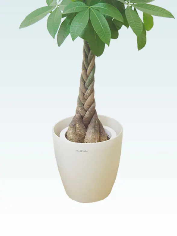 パキラ（ラスターポット付）Ｍサイズ/観葉植物の販売、通販の観葉植物