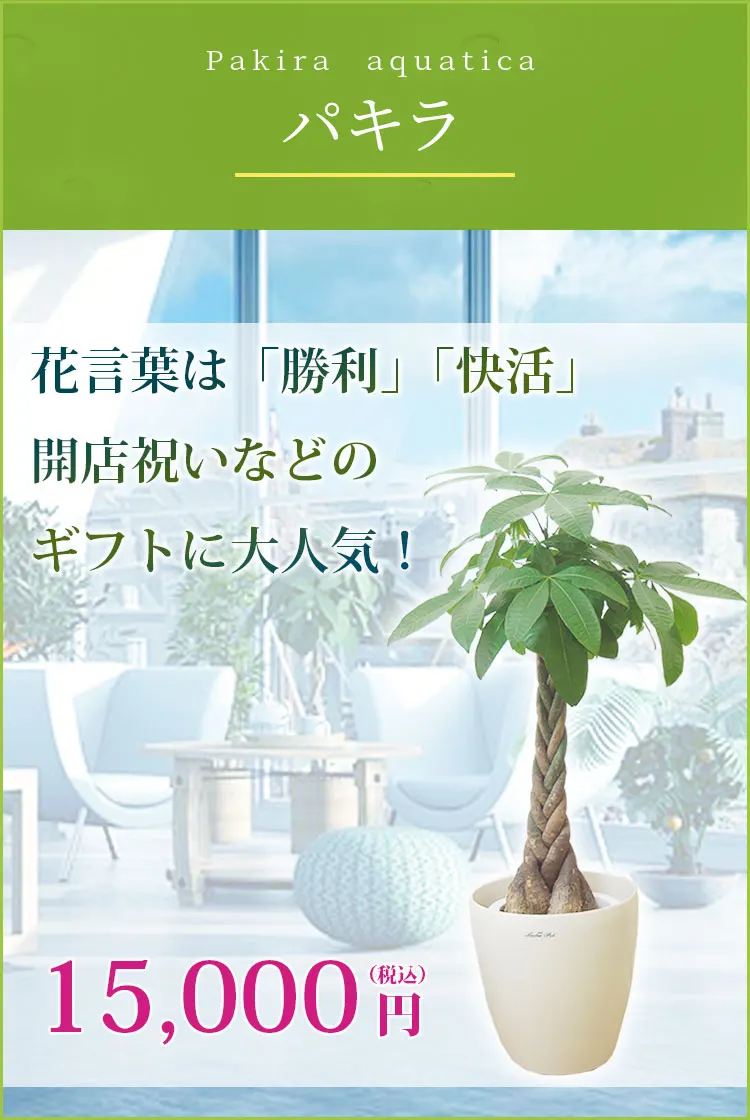 パキラ 観葉植物 14,000円(税込)
