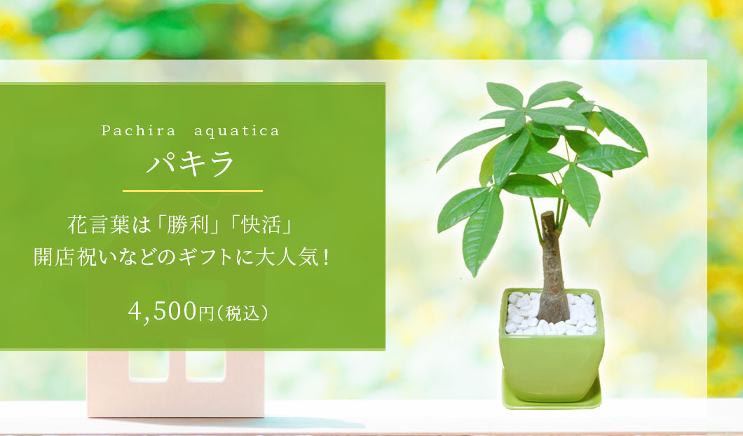 パキラ 観葉植物 4,500円(税込)