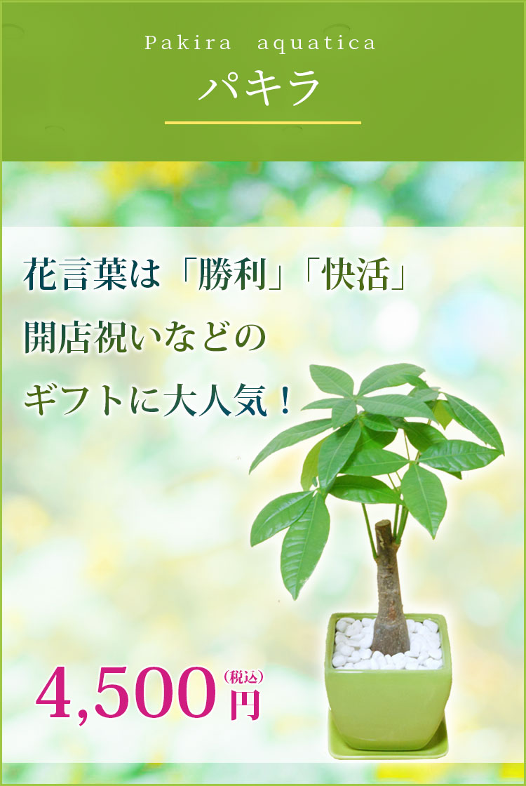 パキラ 陶器鉢植込み ４号スクエア緑色 観葉植物の販売 通販の観葉植物のオアシス