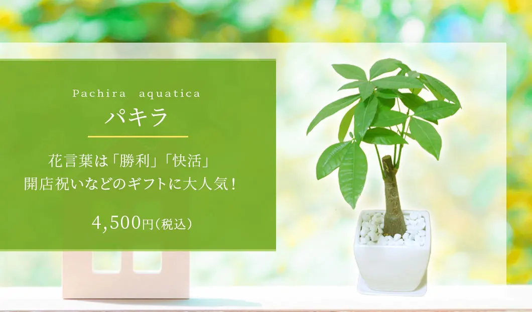 パキラ 観葉植物 4,500円(税込)