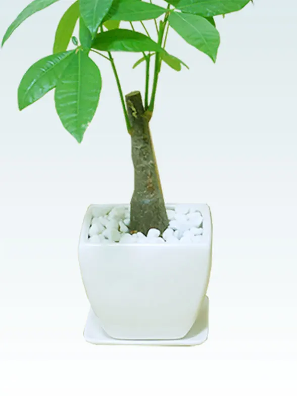 エバーフレッシュ籐製の鉢カバーイメージ画像