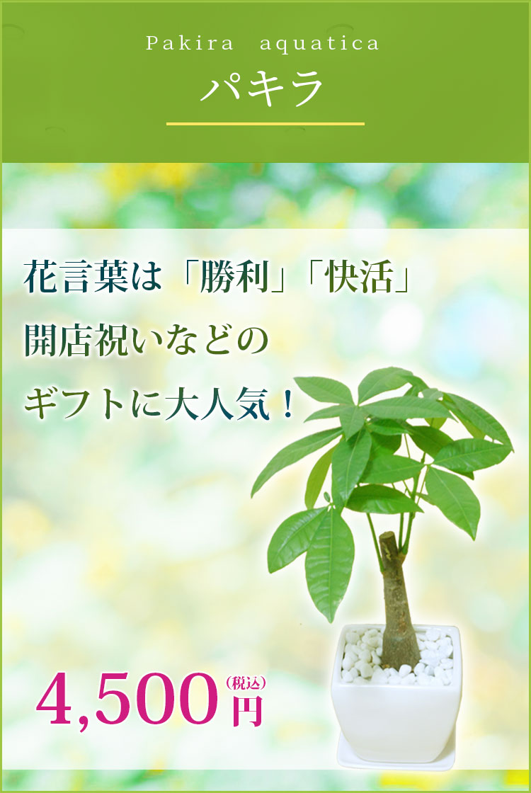 パキラ 陶器鉢植込み ４号スクエア白色 観葉植物の販売 通販の観葉植物のオアシス