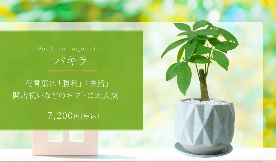 パキラ（陶器鉢植込み、4号プリズムポット）/観葉植物の販売、通販の