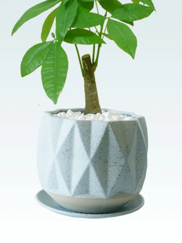 パキラ（陶器鉢植込み、4号プリズムポット）/観葉植物の販売、通販の