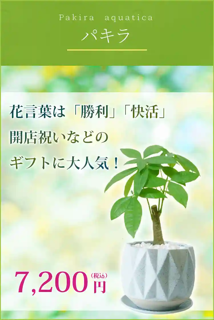 パキラ 観葉植物 7,200円(税込)