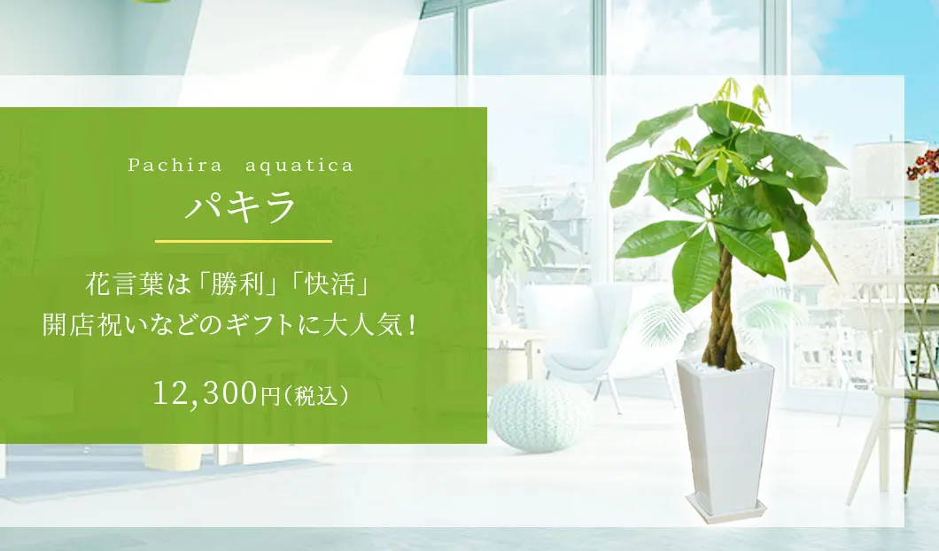 パキラ 観葉植物 11,500円(税込)