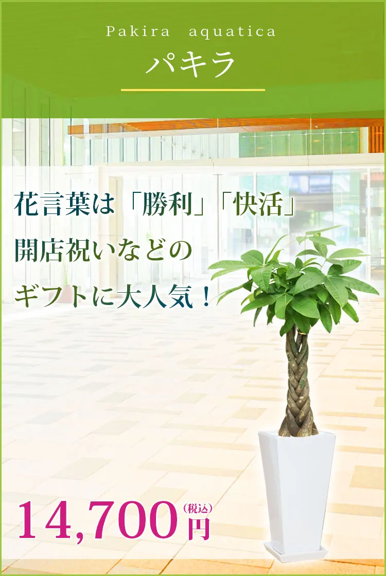 パキラ 観葉植物 14,700円(税込)