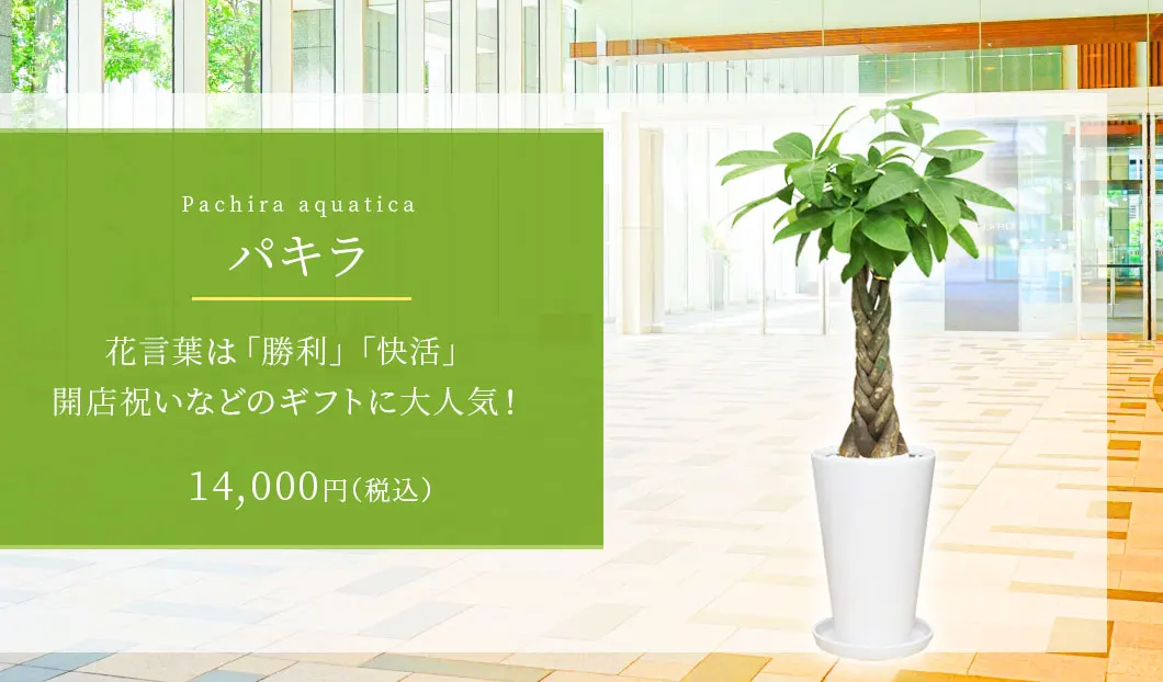 パキラ 観葉植物 14,700円(税込)