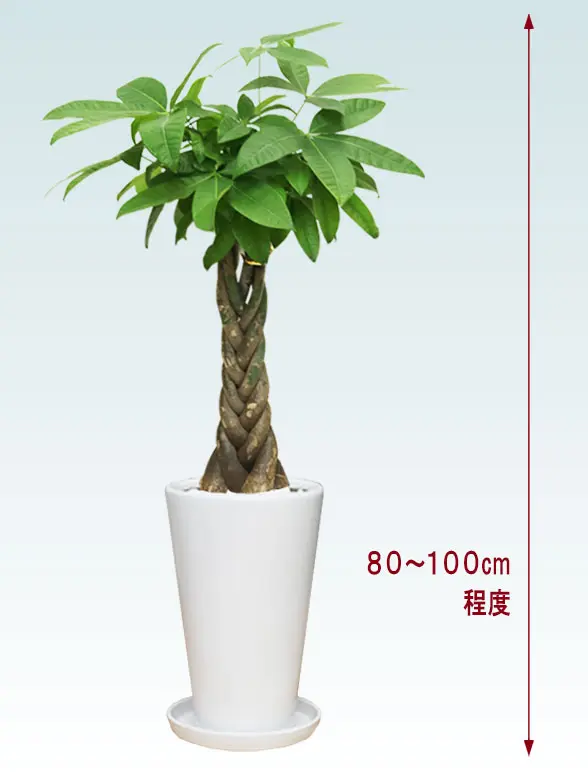 パキラ拡大横から画像