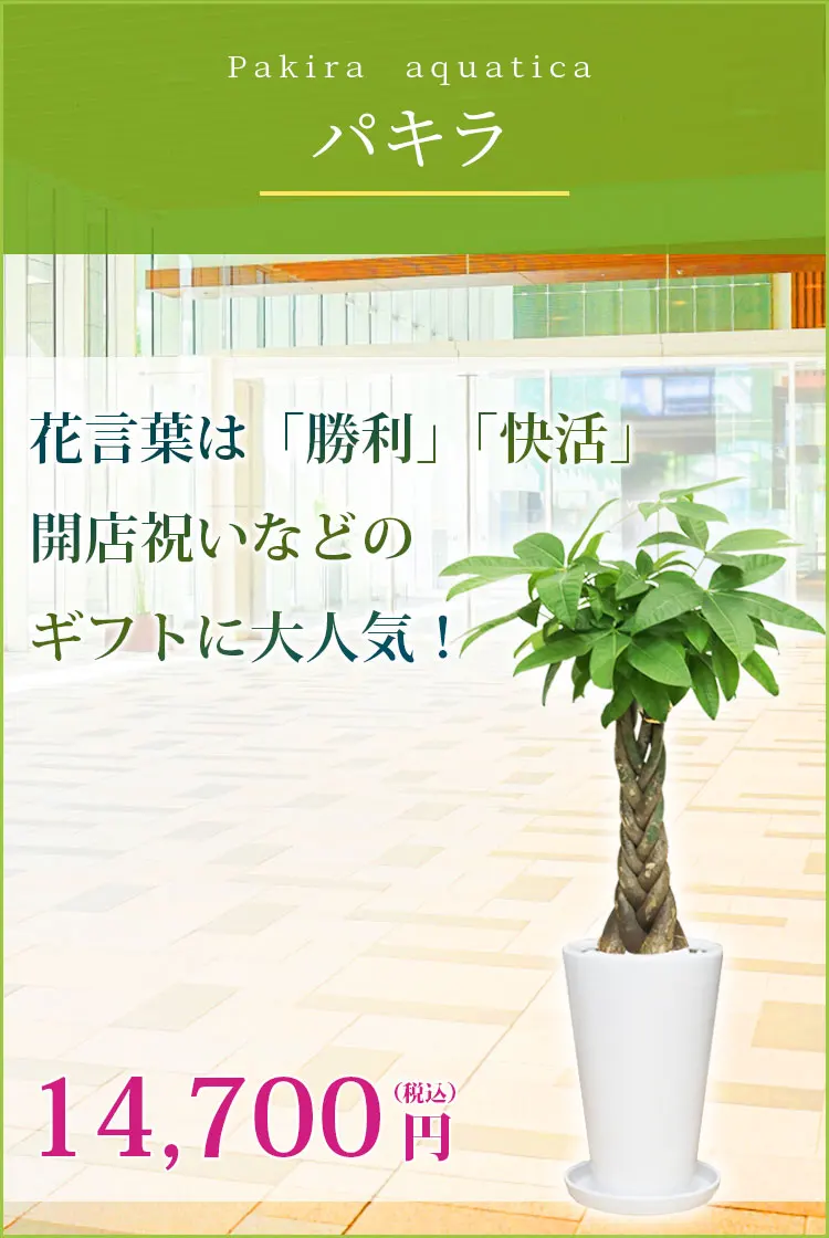 パキラ 観葉植物 14,700円(税込)
