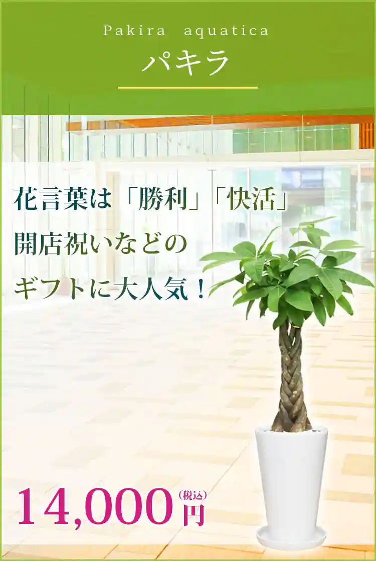 パキラ 観葉植物 14,700円(税込)