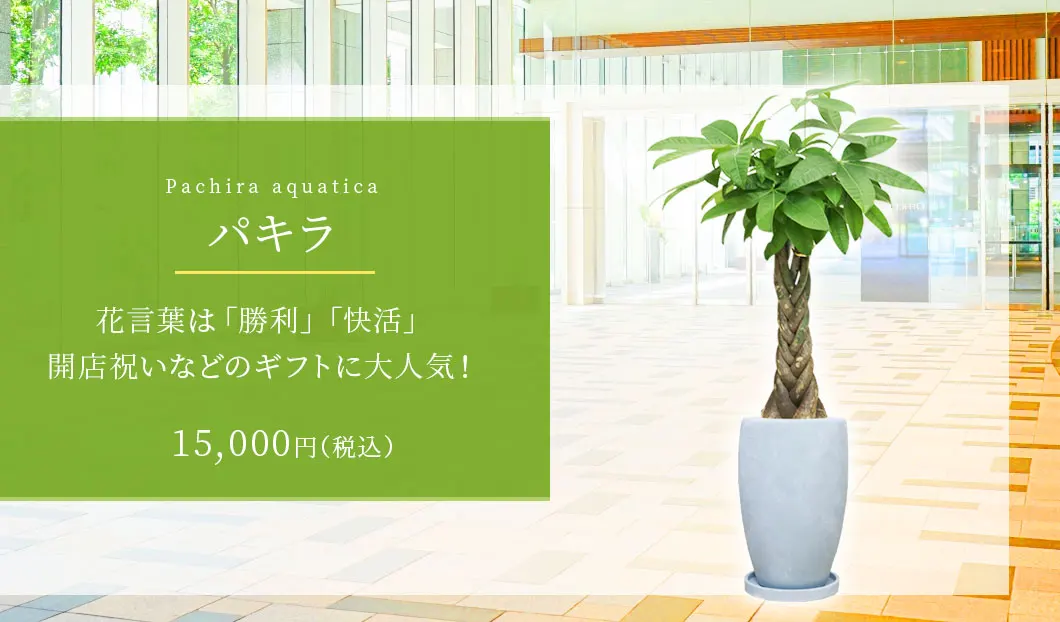 パキラ 観葉植物 15,000円(税込)