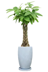 パキラ全体画像