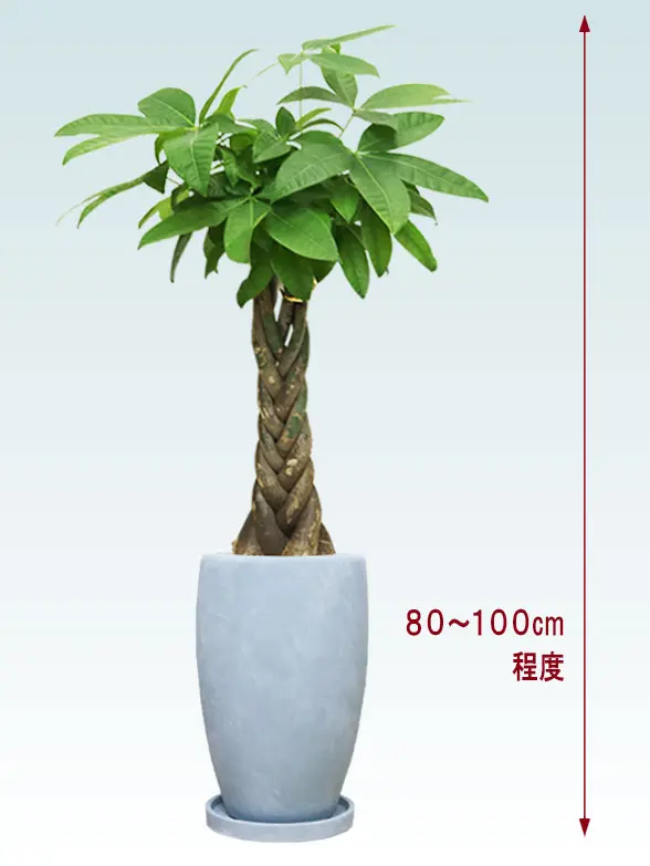 パキラ全体画像