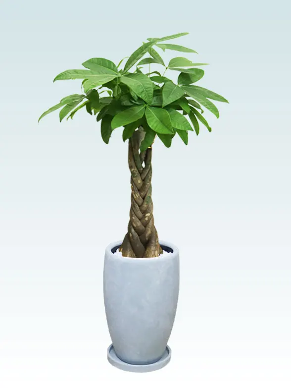 パキラ拡大横から画像