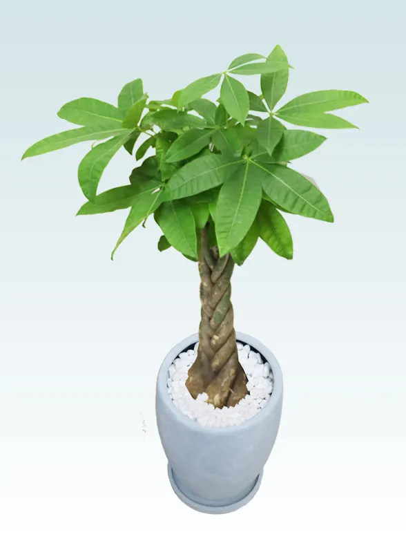 パキラ斜め上から全体画像