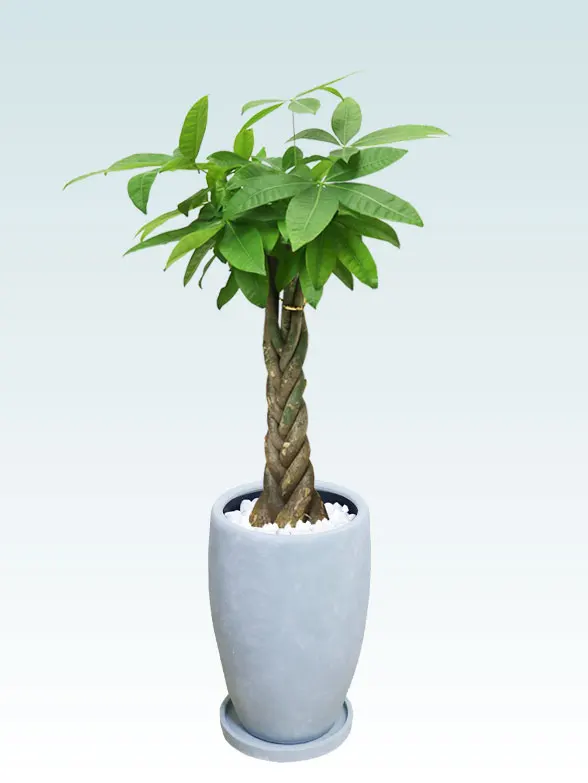 パキラ葉っぱ枝も入った画像