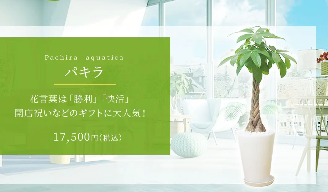 パキラ 観葉植物 16,500円(税込)