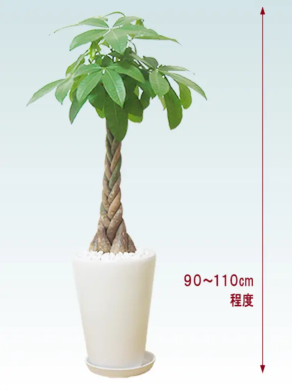 パキラ拡大横から画像