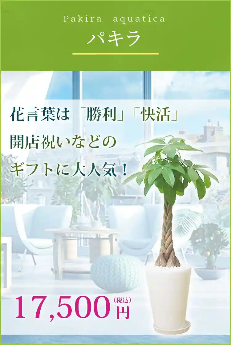 パキラ 観葉植物 16,500円(税込)