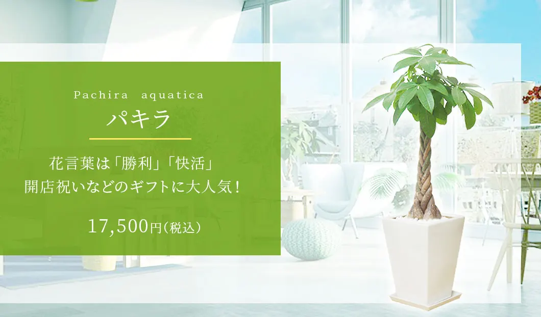 パキラ 陶器鉢植込み、スクエアタイプ白色、観葉植物 16,500円(税込)