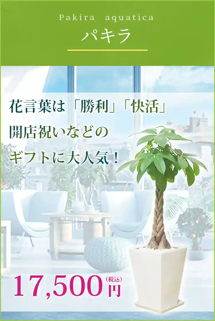 パキラ 陶器鉢植込み、スクエアタイプ、白色観葉植物 16,500円(税込)