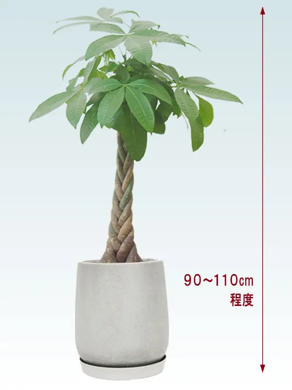 パキラ拡大横から画像