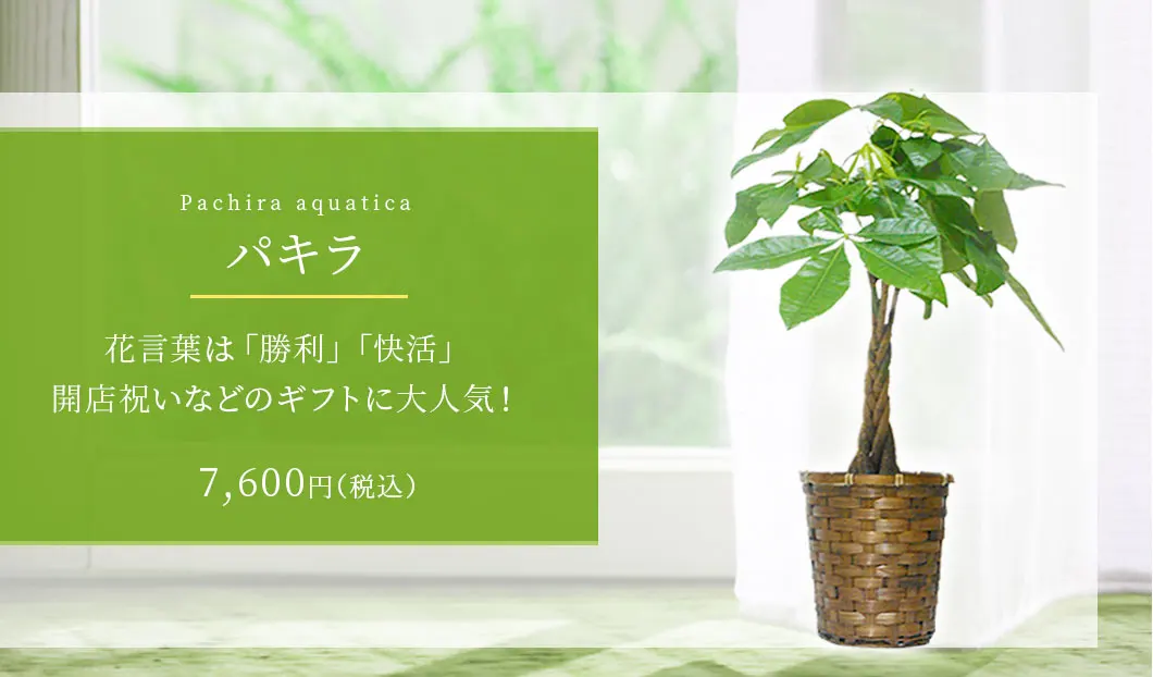 パキラ 観葉植物 7,300円(税込)
