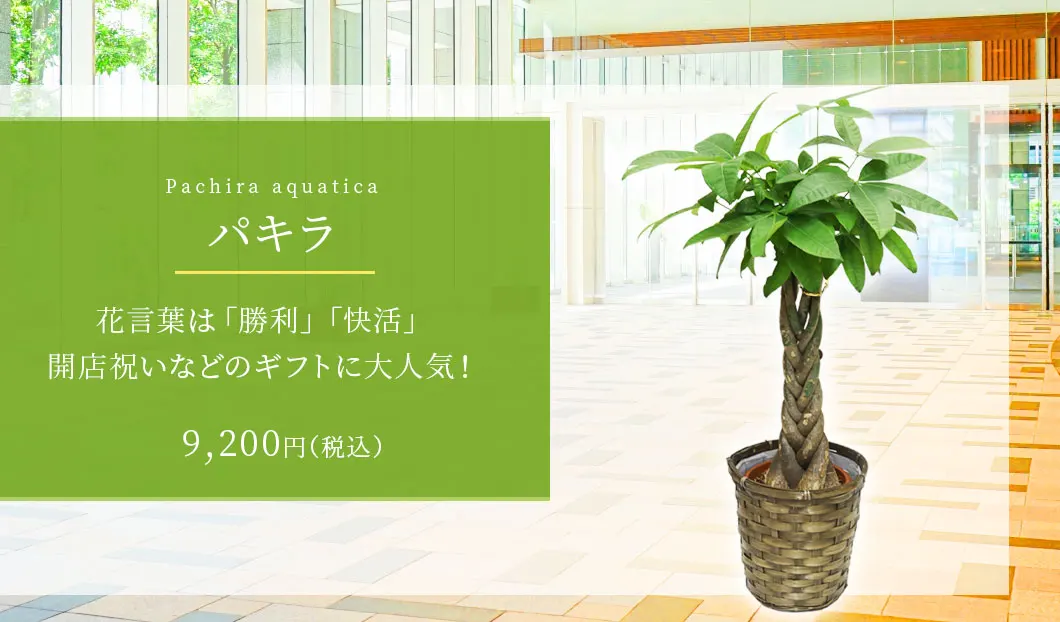 パキラ 観葉植物 9,200円(税込)