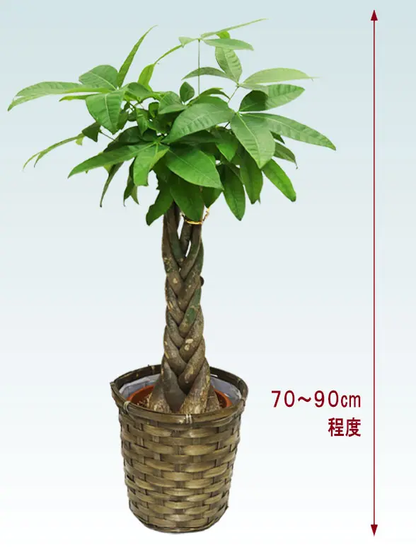 パキラ拡大横から画像